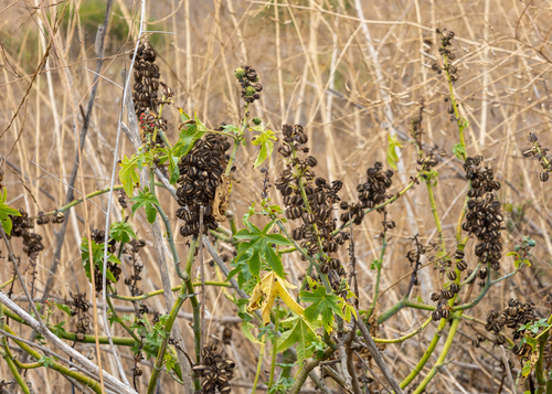 Castor Bean