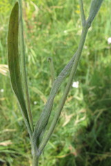 Ranunculus illyricus