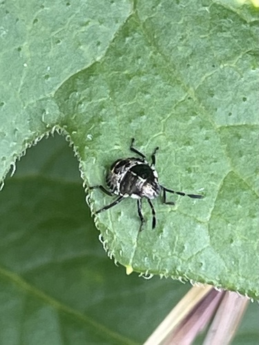 Mottled Stink Bug