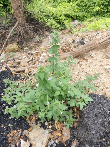 Purple Cleome