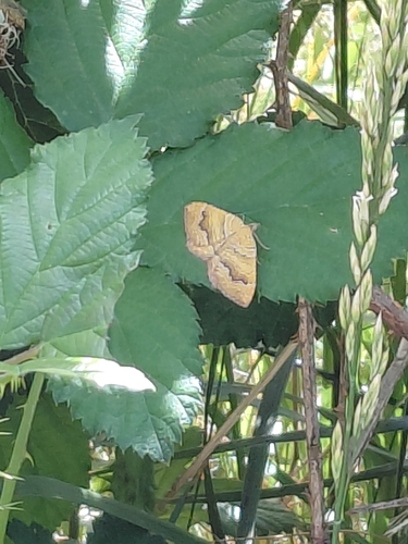 Yellow Shell Moth