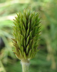 Ranunculus illyricus