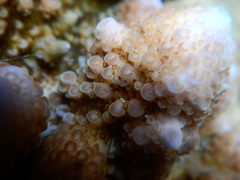 Acropora