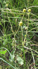 Ranunculus illyricus