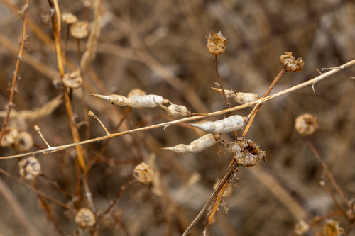 Wild radish
