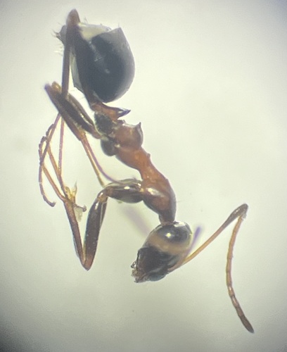 Lepisiota dolabellaeLepisiota dolabellae
