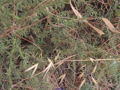 Asparagus aphyllus aphyllus