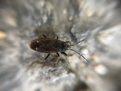 Eremocoris plebejus
