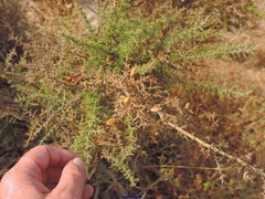 Ulex argenteus subsericeus