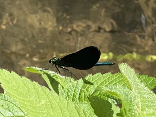 Beautiful Demoiselle