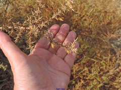 Ulex argenteus subsericeus
