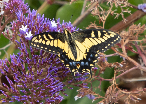 Anise Swallowtail