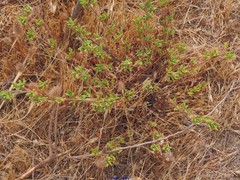 Trifolium angustifolium