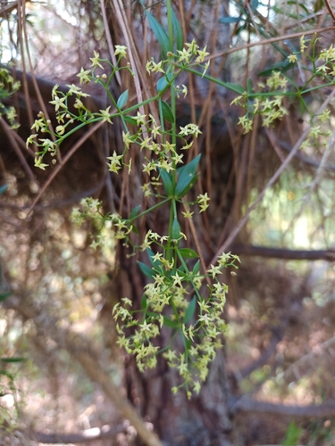 Wild Madder