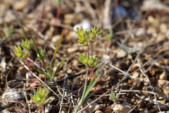 Androsace maxima