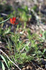 Adonis aestivalis