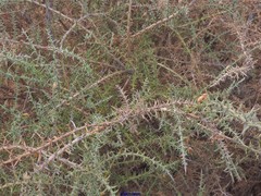 Ulex argenteus subsericeus