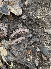 Polydesmus testaceus