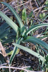 Allium cyrillii