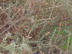 Ulex argenteus subsericeus