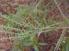 Ulex argenteus subsericeus