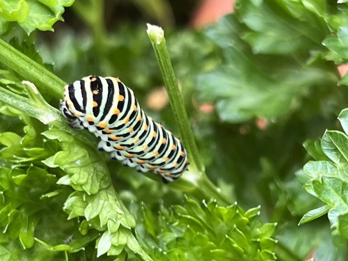Old World Swallowtail