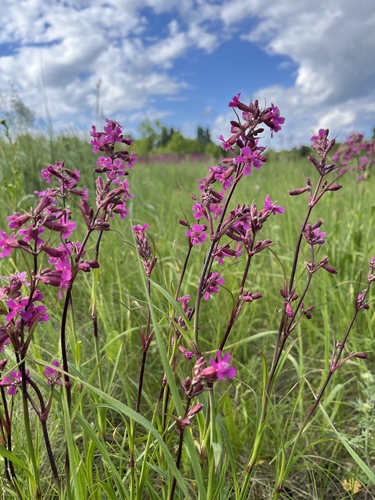 Sticky Catchfly