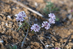 Iberis simplex