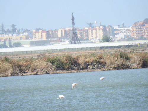 iNaturalist image