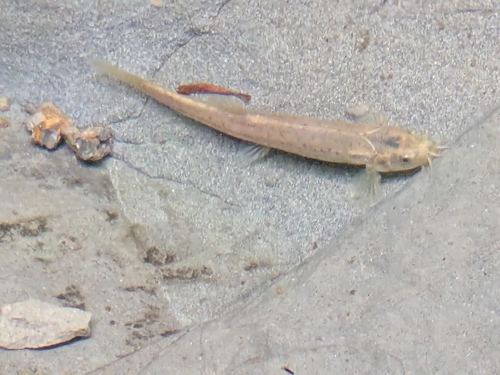 Hotoke Loach