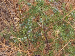 Asparagus aphyllus aphyllus