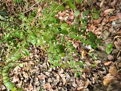 Glochidion heyneanum