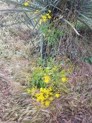 Senecio lemmonii
