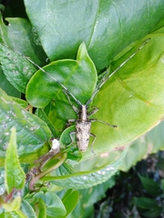 Acalolepta permutans paucipunctata