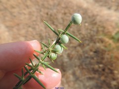 Asparagus aphyllus aphyllus