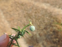 Asparagus aphyllus aphyllus