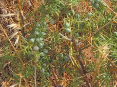 Asparagus aphyllus aphyllus