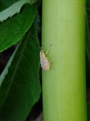 Eugnathus distinctus