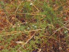 Asparagus aphyllus aphyllus