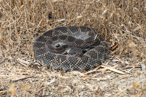 Western Rattlesnake