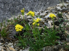 Patrinia sibirica