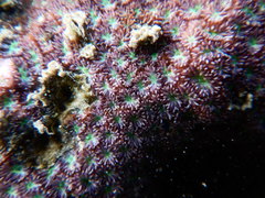 Leptastrea transversa