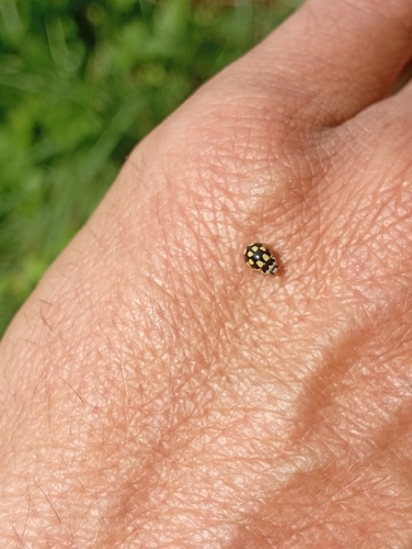 Fourteen-spotted Lady Beetle