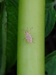 Eugnathus distinctus