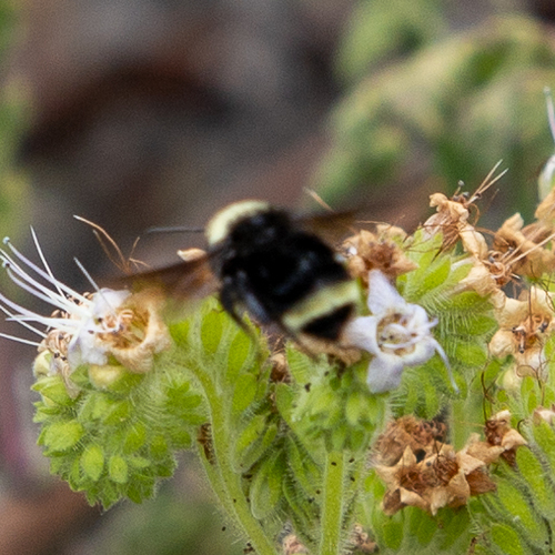 Gelbgesichtige Hummel