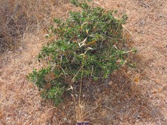 Olea europaea europaea