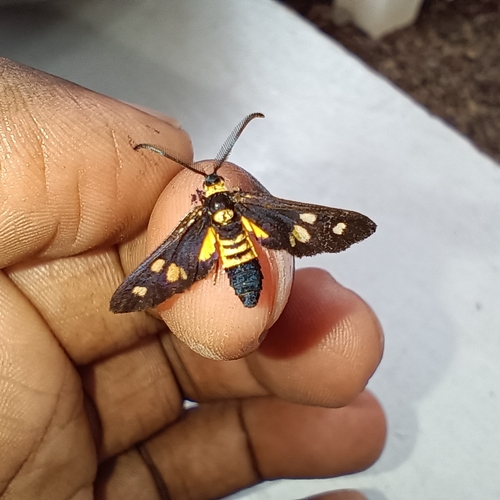 Thyrassia subcordata