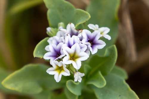 alkali heliotrope