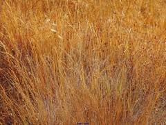 Agrostis castellana
