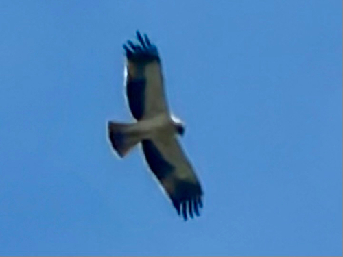 Booted Eagle